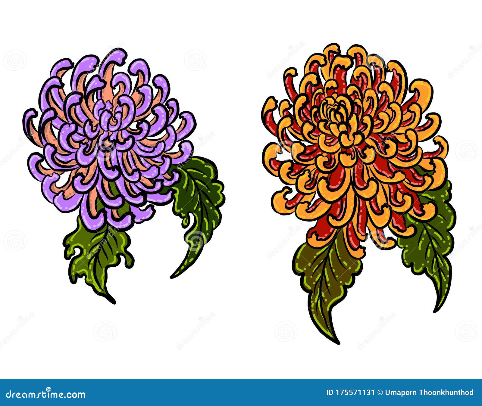 Chrysanthemum Flower Vector for Tattoo Design.Traditional Japanese ...