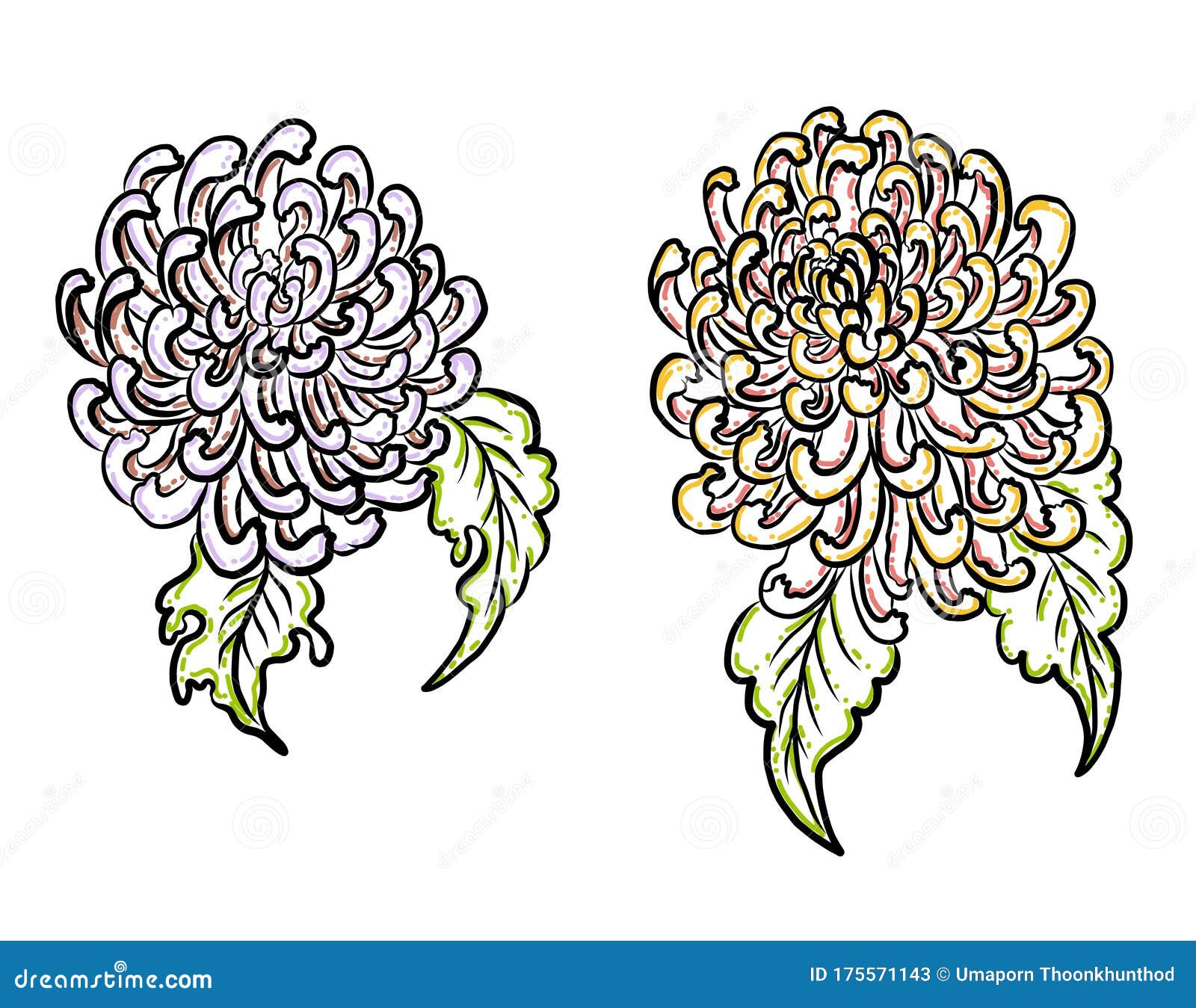 Chrysanthemum Flower Vector for Tattoo Design.Traditional Japanese ...