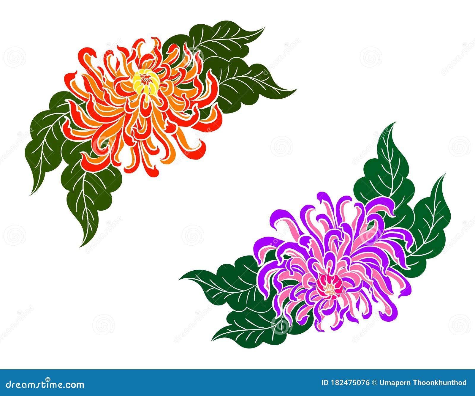 Set of Chrysanthemum Flower Vector for Printing on Background. Stock ...