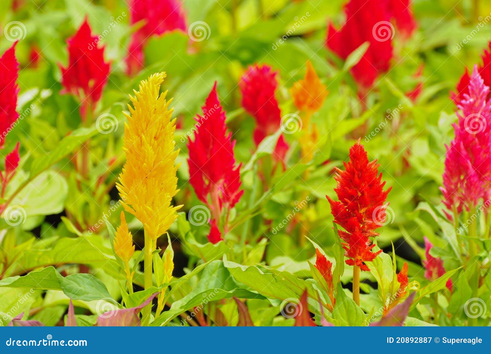 Colorful Of Flower In The Garden Stock Illustration - Illustration of