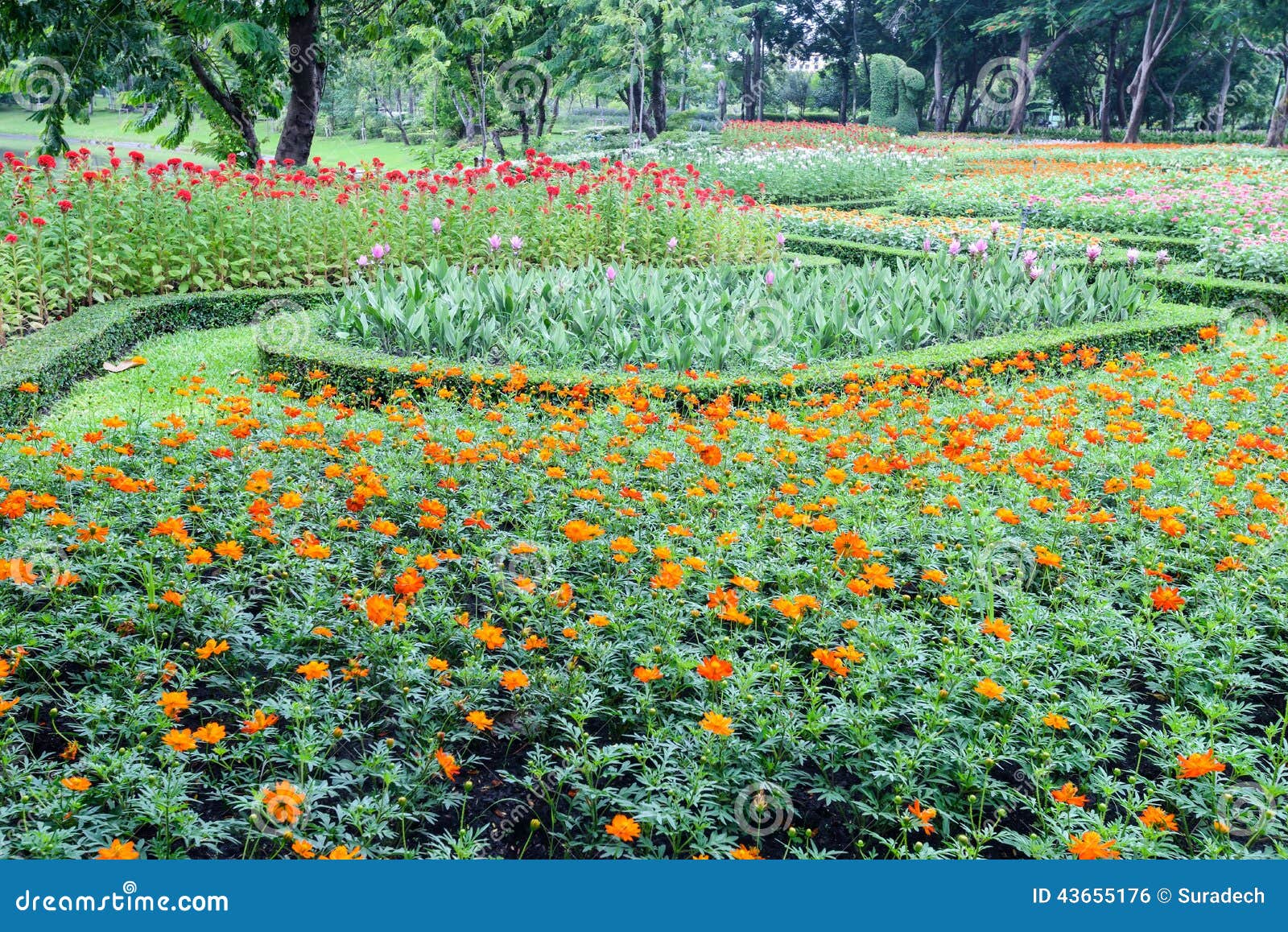 Colorful flower stock photo. Image of garden, blue, grow - 43655176