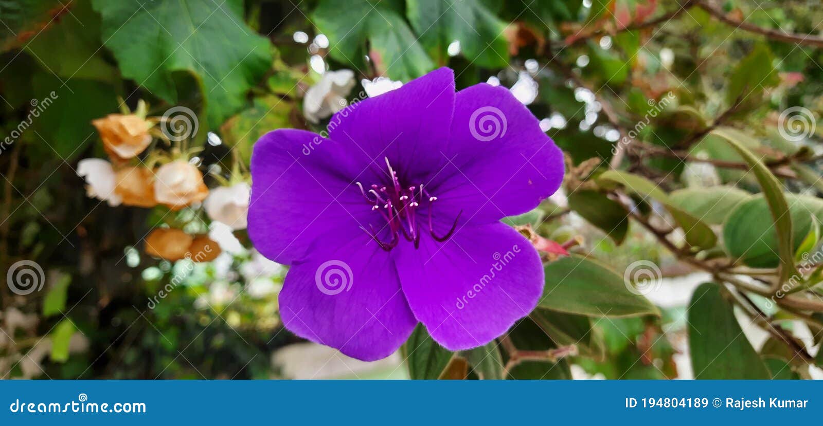 Colorful Flower Hanging among Evergreen Plants Stock Image Image of flower, herb 194804189