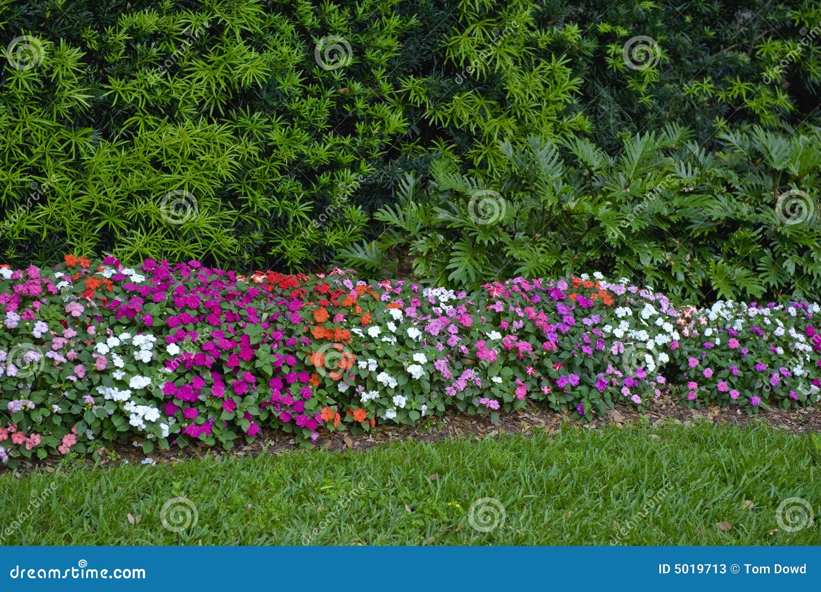 Colorful flower hedge stock image. Image of greenery, bloomed - 5019713
