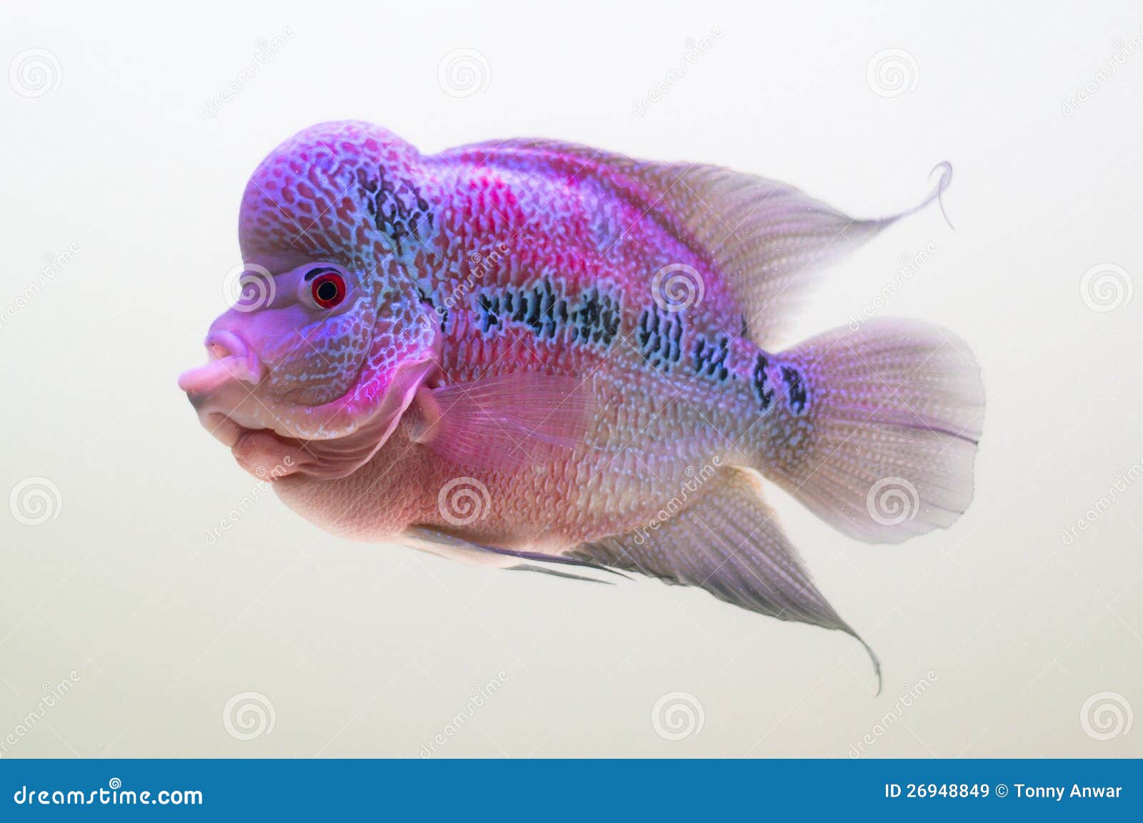 Colorful Flower Horn stock image. Image of horn, cichlid 26948849