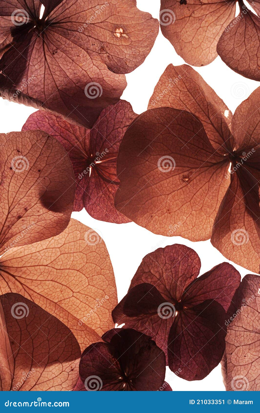 Colorful Flower Petal Closeup Stock Image Image of blue, light 21033351