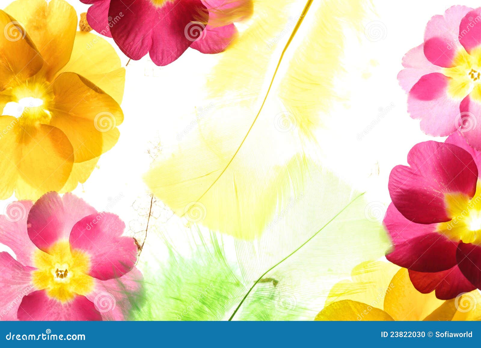 Colorful Flower Petals with Feather Stock Photo Image of pattern