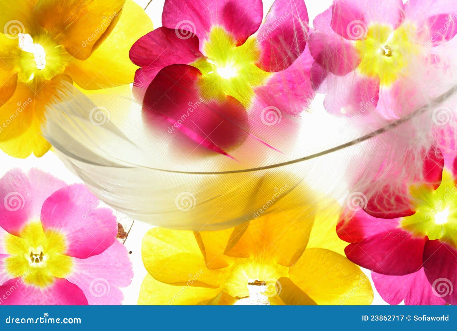 Colorful Flower Petals with Feather Stock Image Image of season