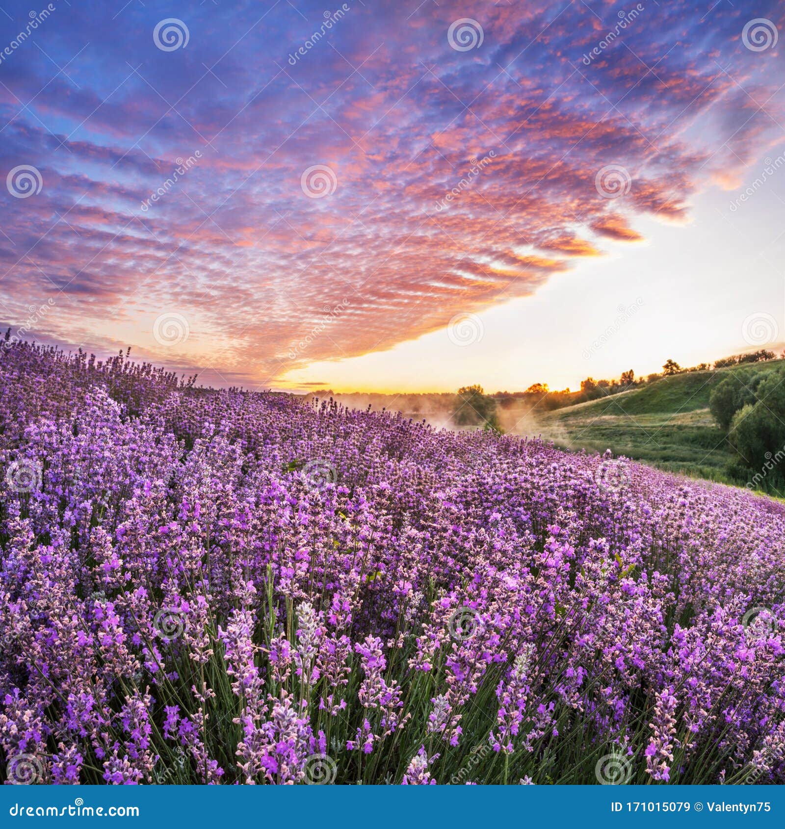 Colorful Flowering Lavandula or Lavender Field in the Dawn Light Stock ...