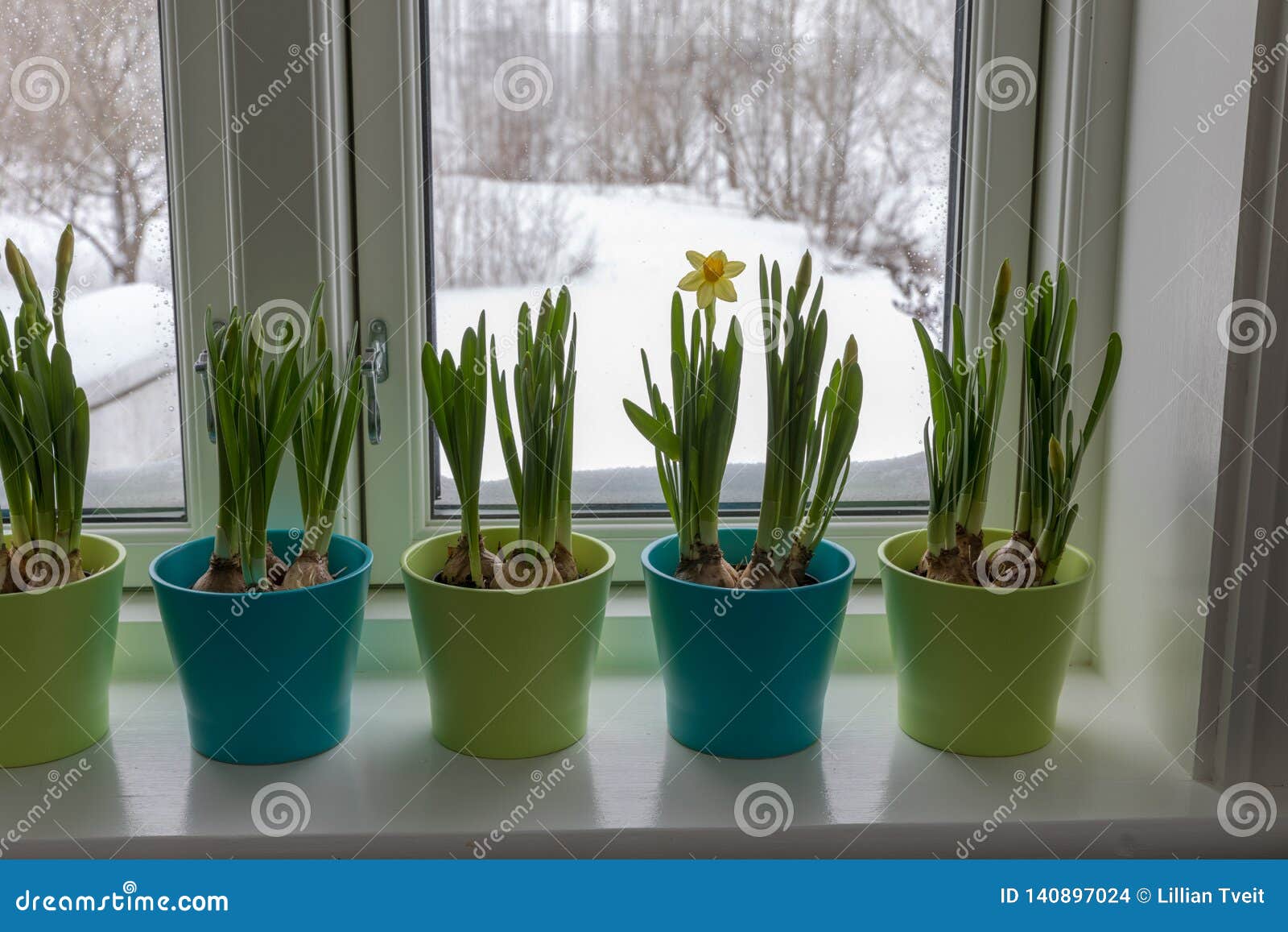 Colorful Flowerpots of Dwarf Daffodils, Narcissus, in a Window Post ...