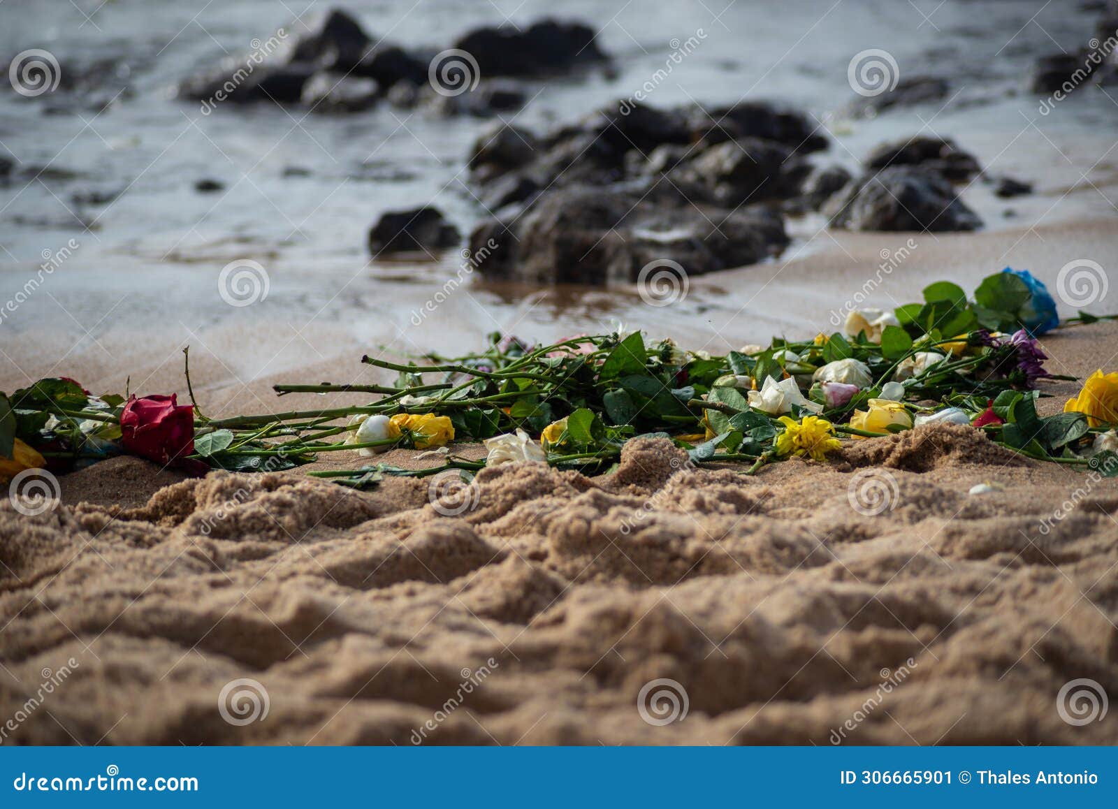 colorful flowers on the beach sand near the sea rocks water