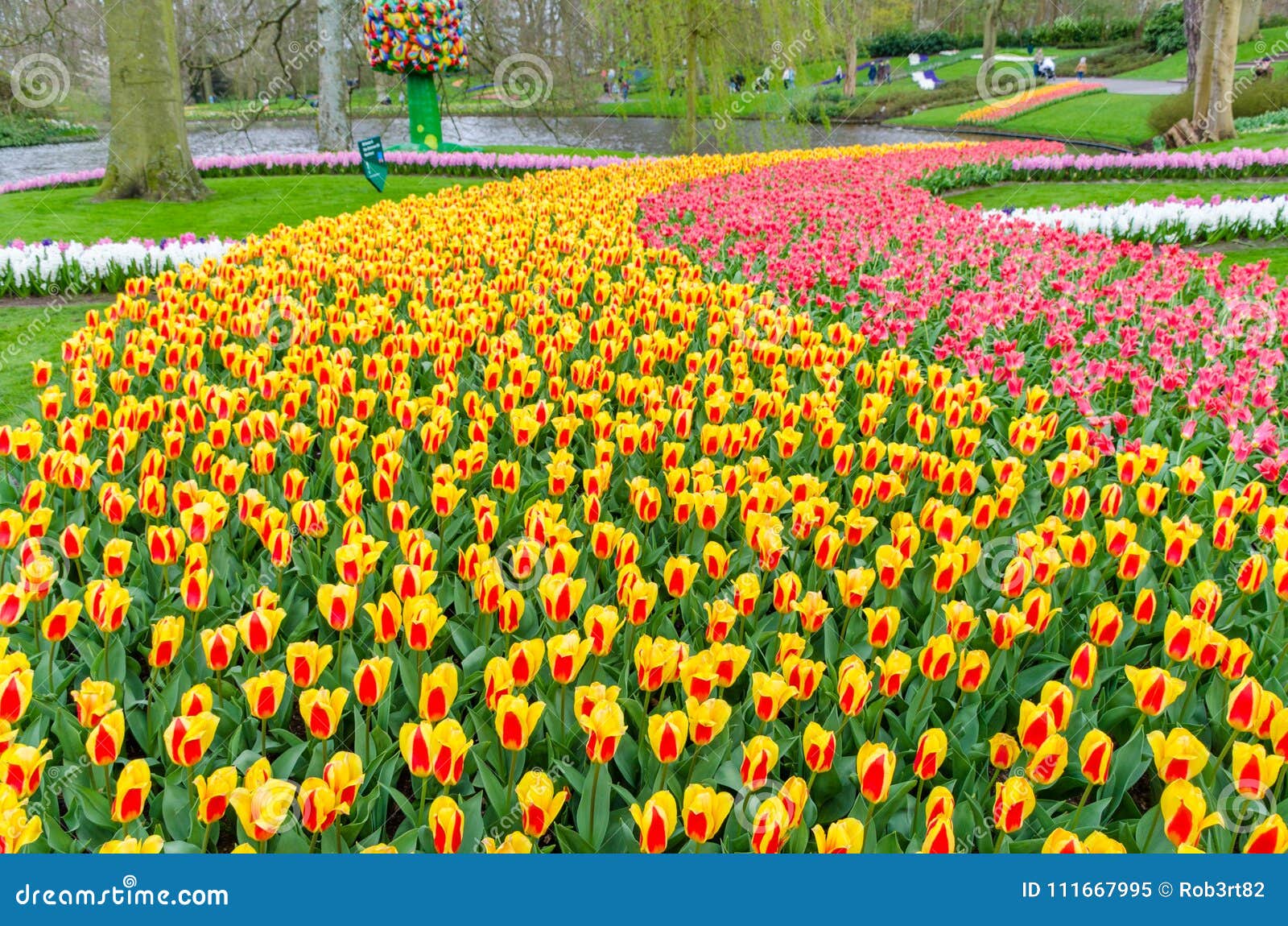 colorful flowers and blossom in dutch spring garden keukenhof which