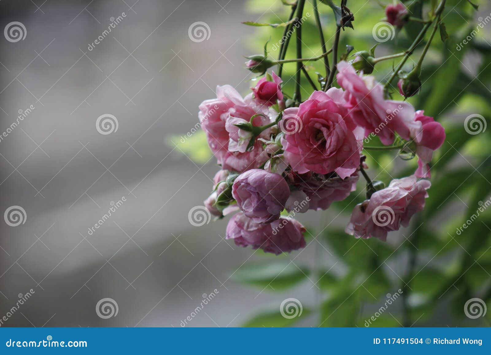 Colorful Flowers Blossoming after the Rain Stock Photo - Image of ...
