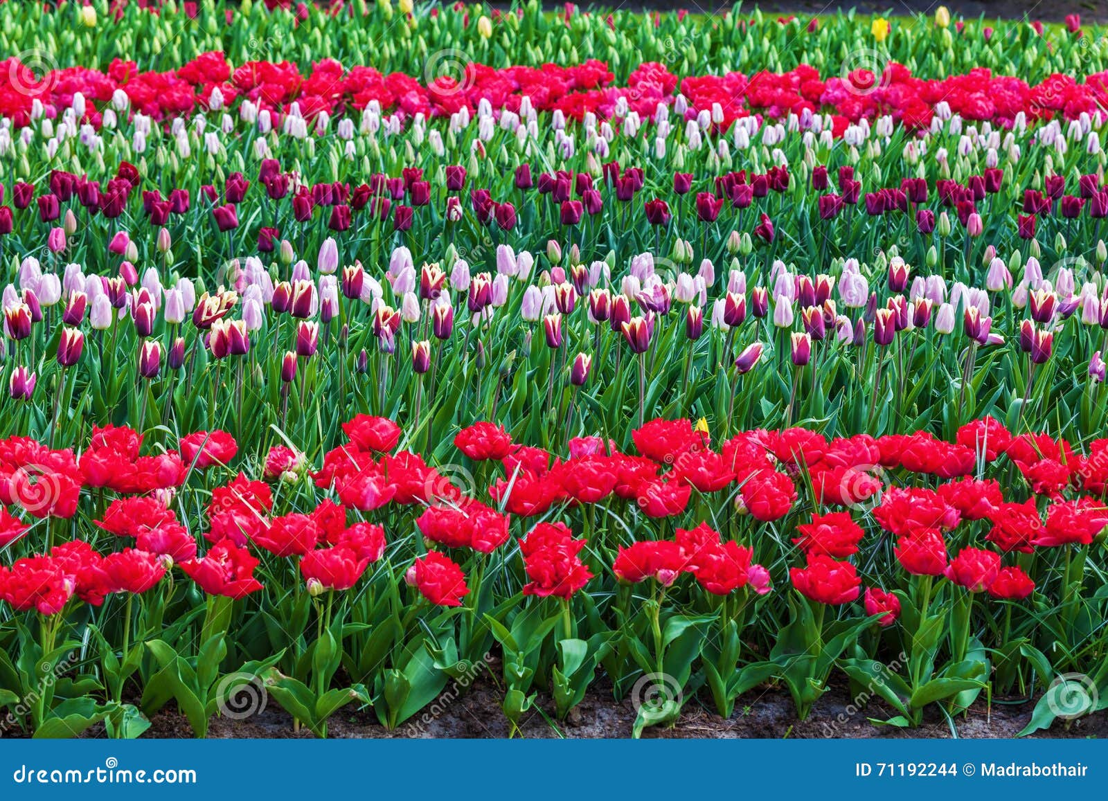 colorful flowers at the famous flower park keukenhof in lisse