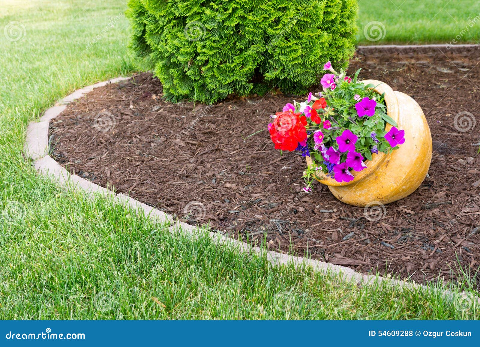 Colorful Flowers In A Flowerpot In A Garden Stock Photo Image Of