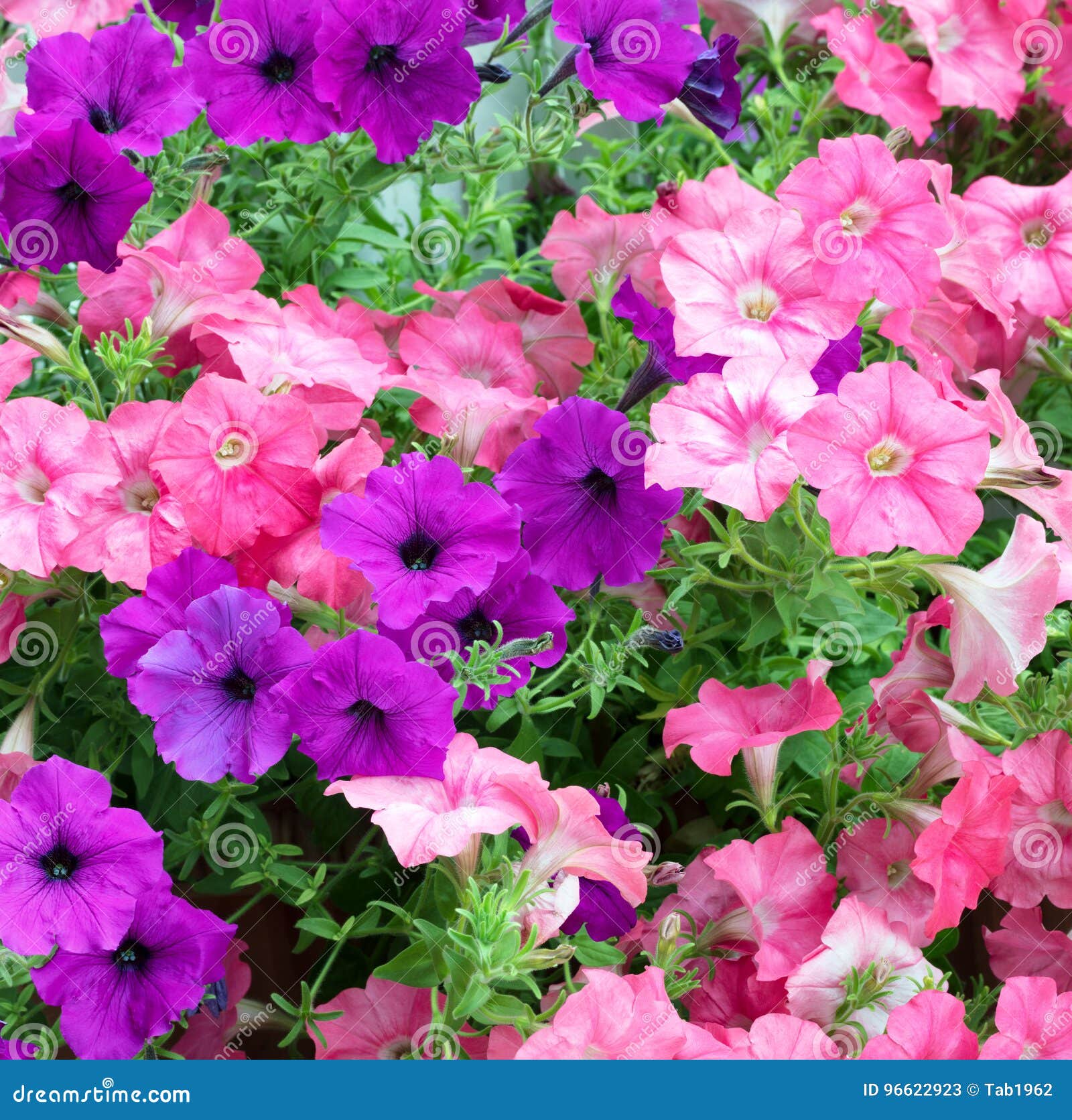 Colorful Flowers in Full Bloom Stock Image Image of pink, frame 96622923