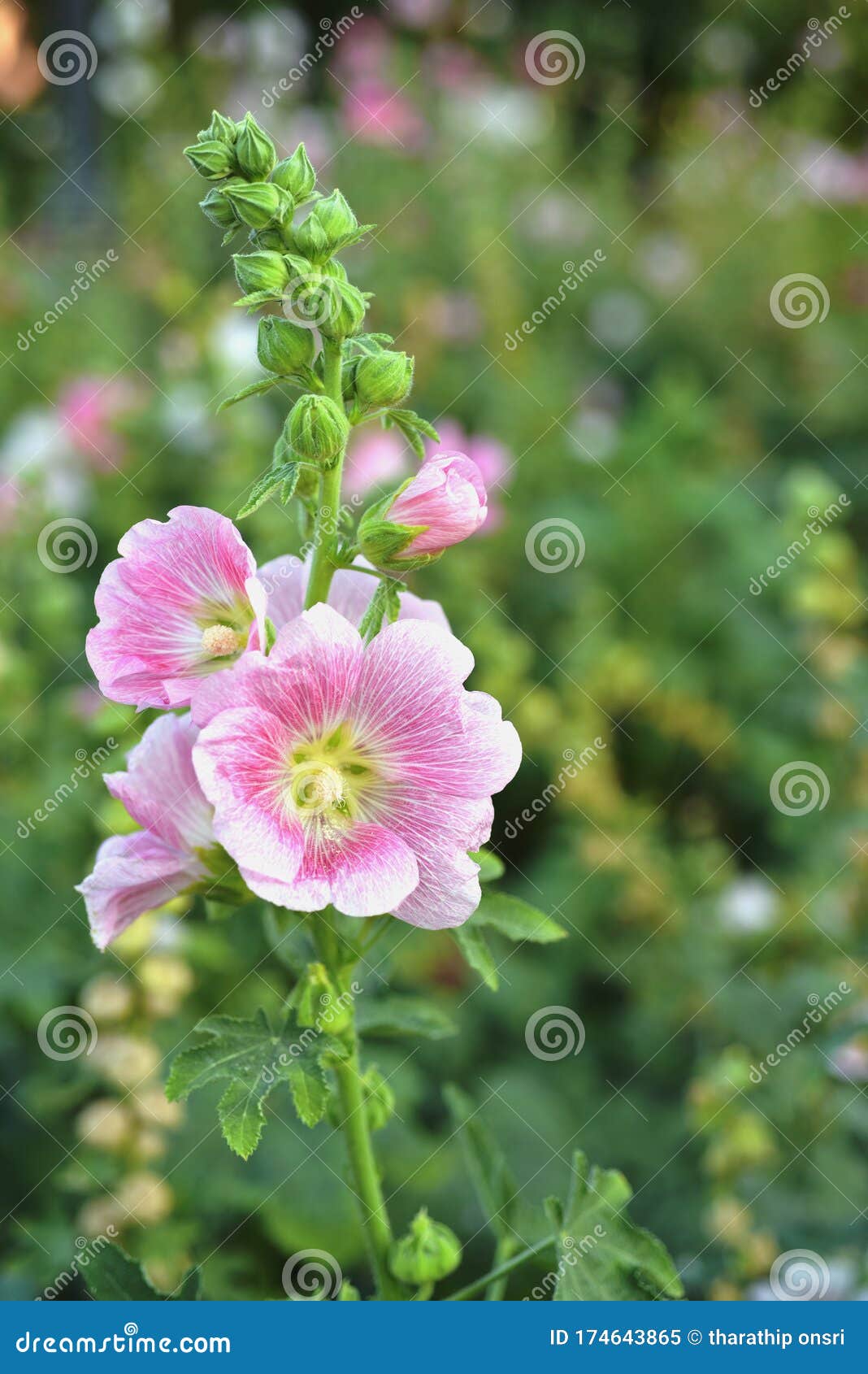 Colorful Flowers in the Garden Stock Image - Image of plant, yellow ...