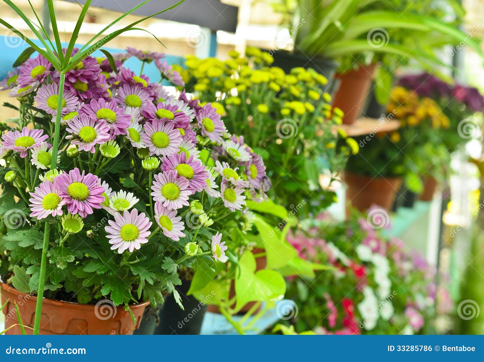 Colorful flowers in garden stock photo. Image of pink - 33285786