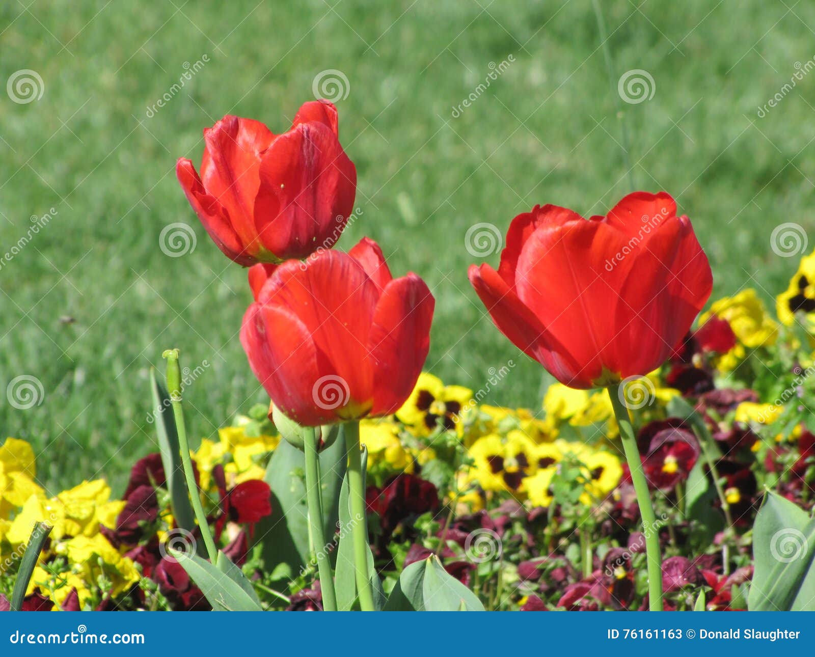 Colorful Flowers stock image. Image of petals, flowers 76161163