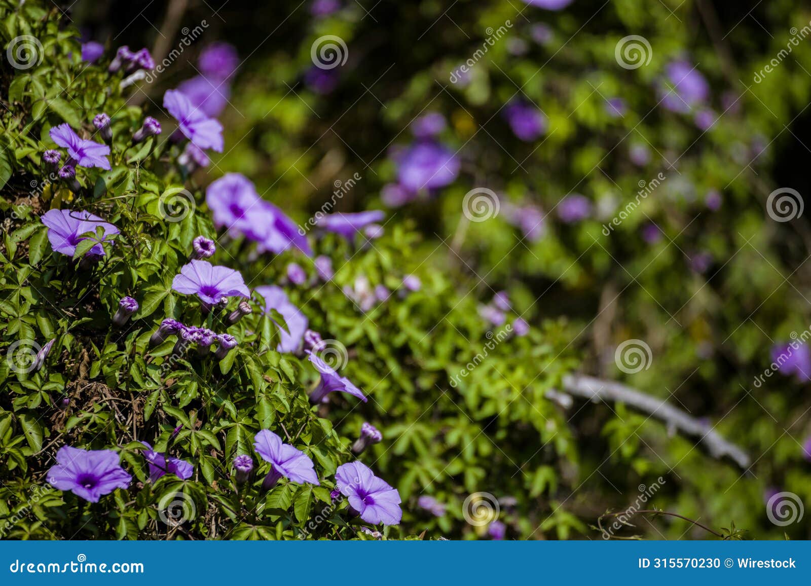 flowers with lush green leaves, thriving in the shade