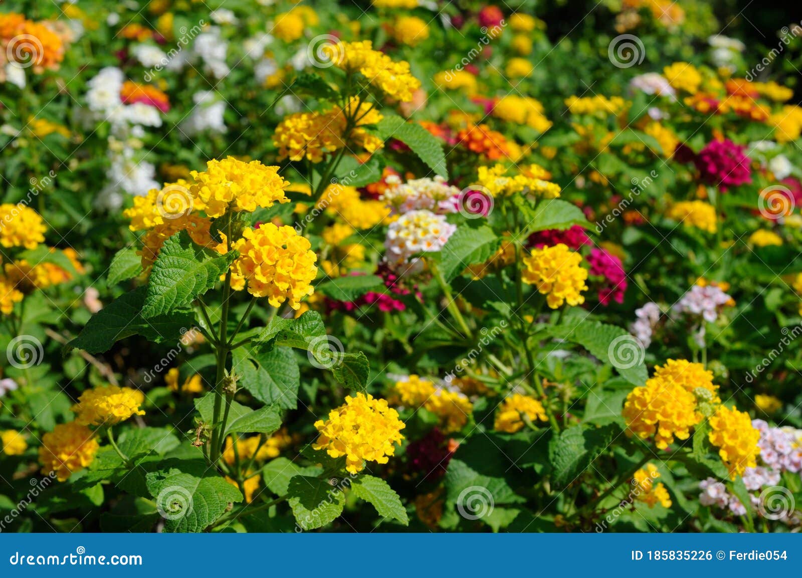 Colorful Flowers in the Morning Sun Stock Photo Image of nature