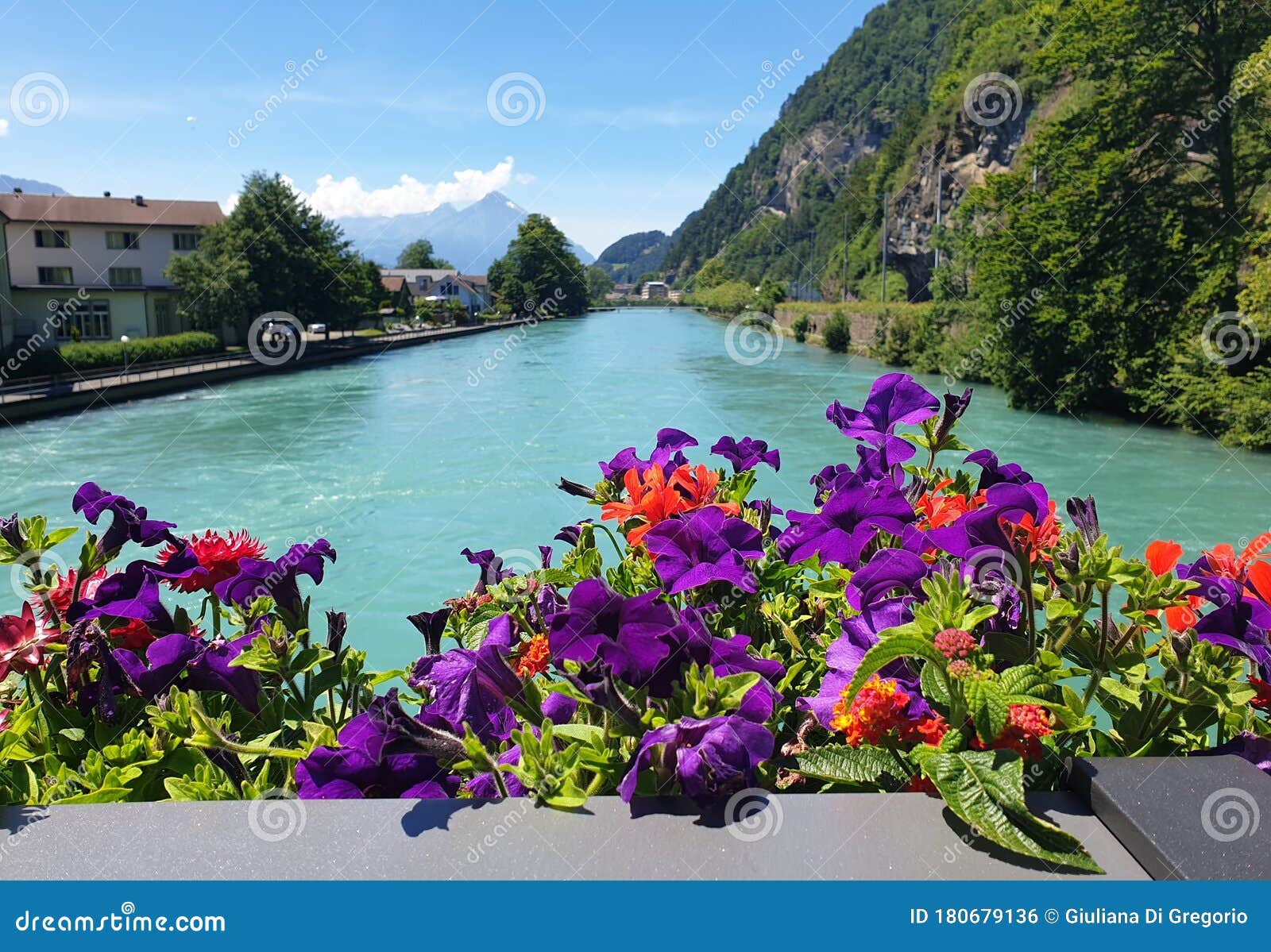 colorful flowers on the river - flores coloridas sobre el rio