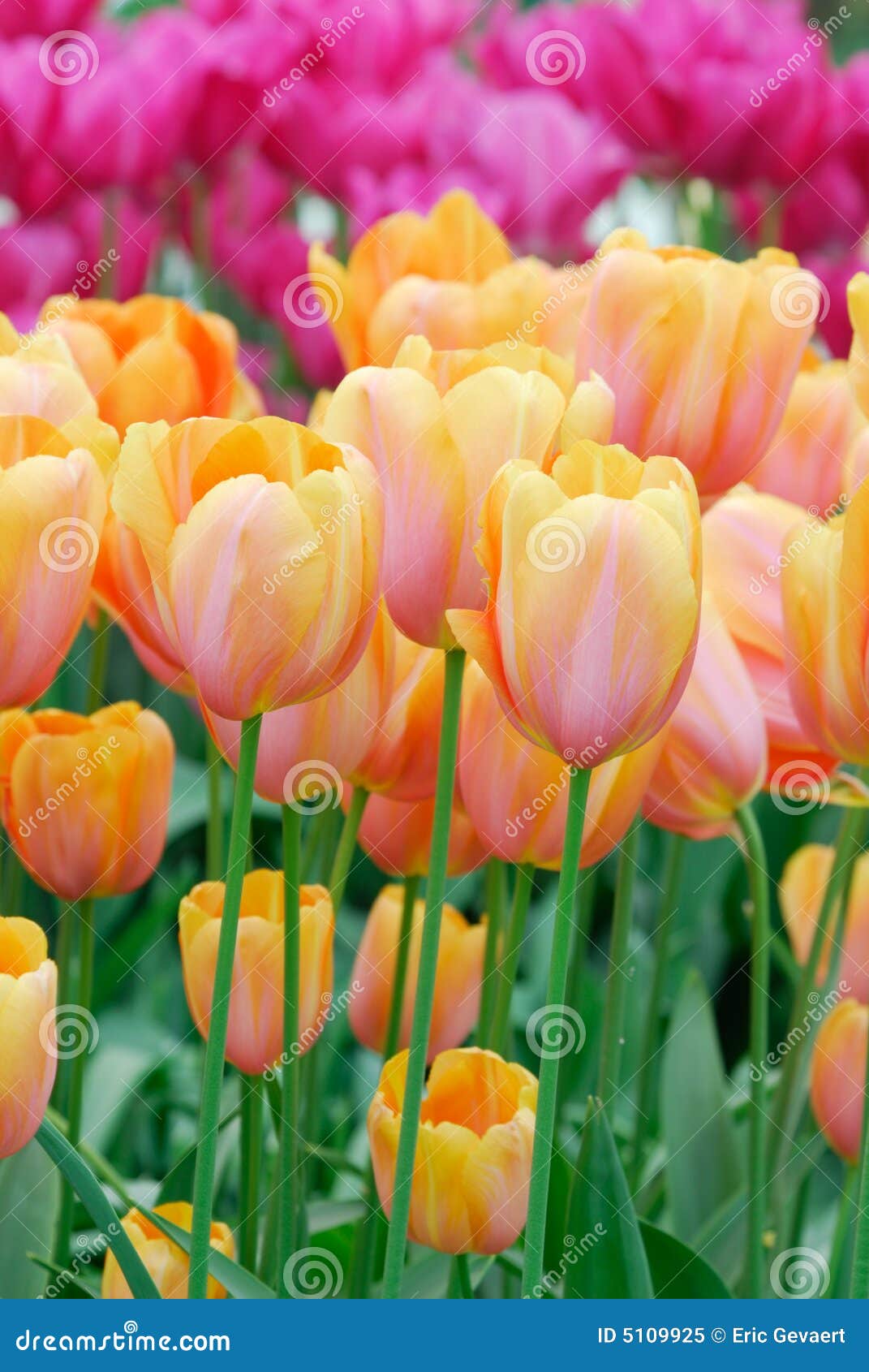 Colorful flowers in spring stock image. Image of colorful 5109925