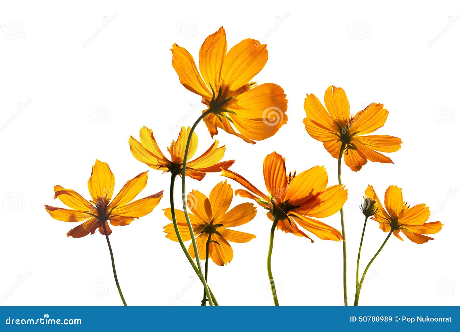 colorful flowers transparent on  white background, vibrant color