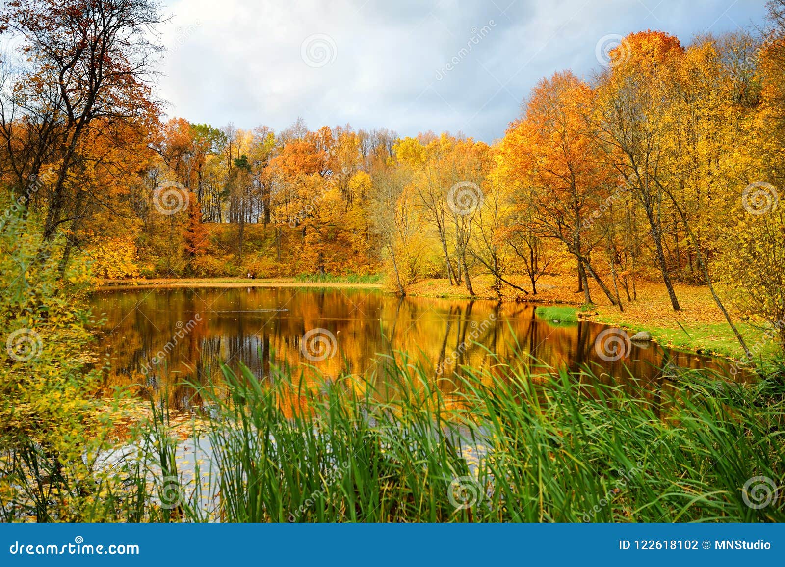 Colorful Forest Scene in the Fall with Orange and Yellow Foliage ...