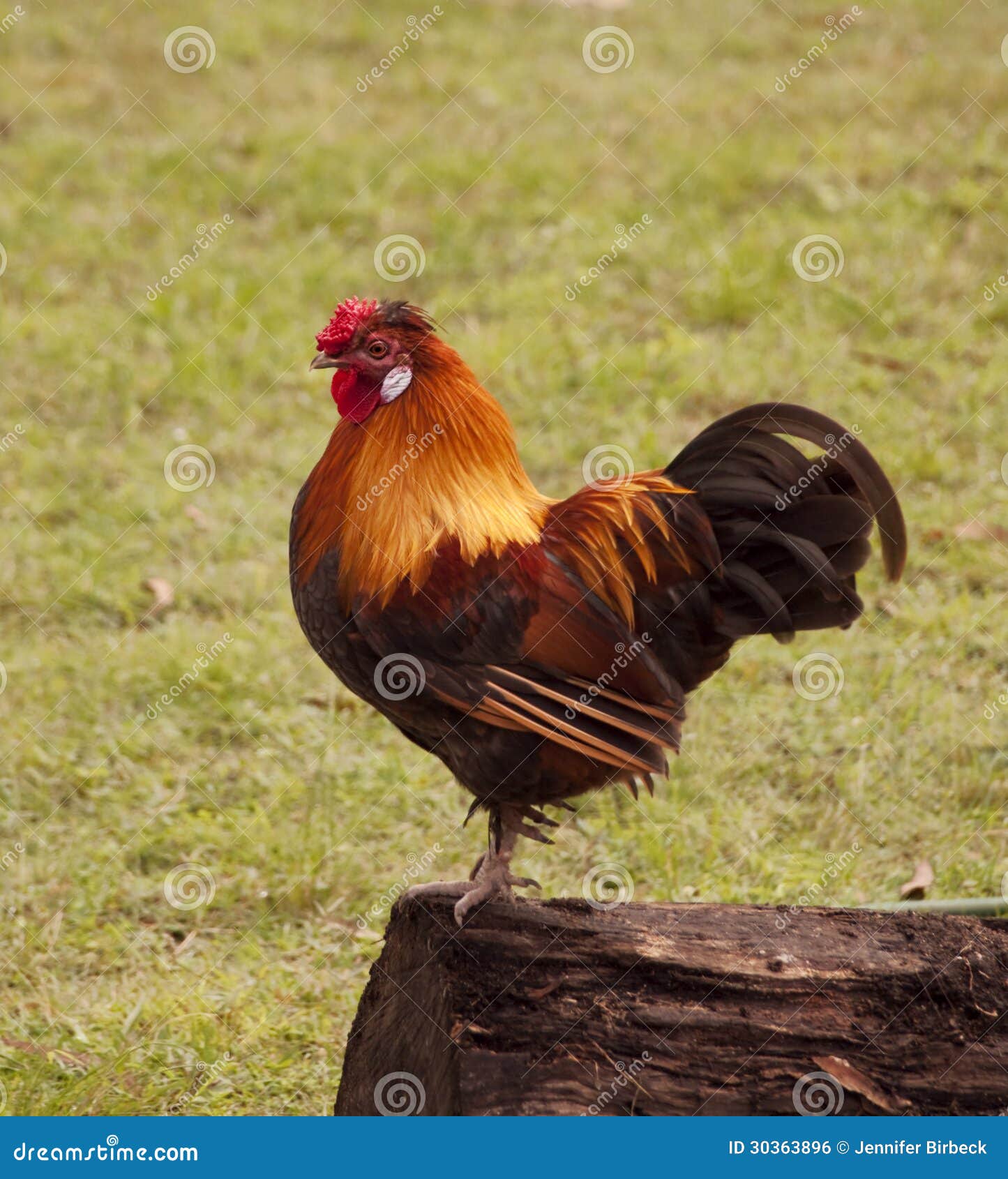 Colorful Free Range Pet Bantam Rooster Stock Photo - Image of bantam
