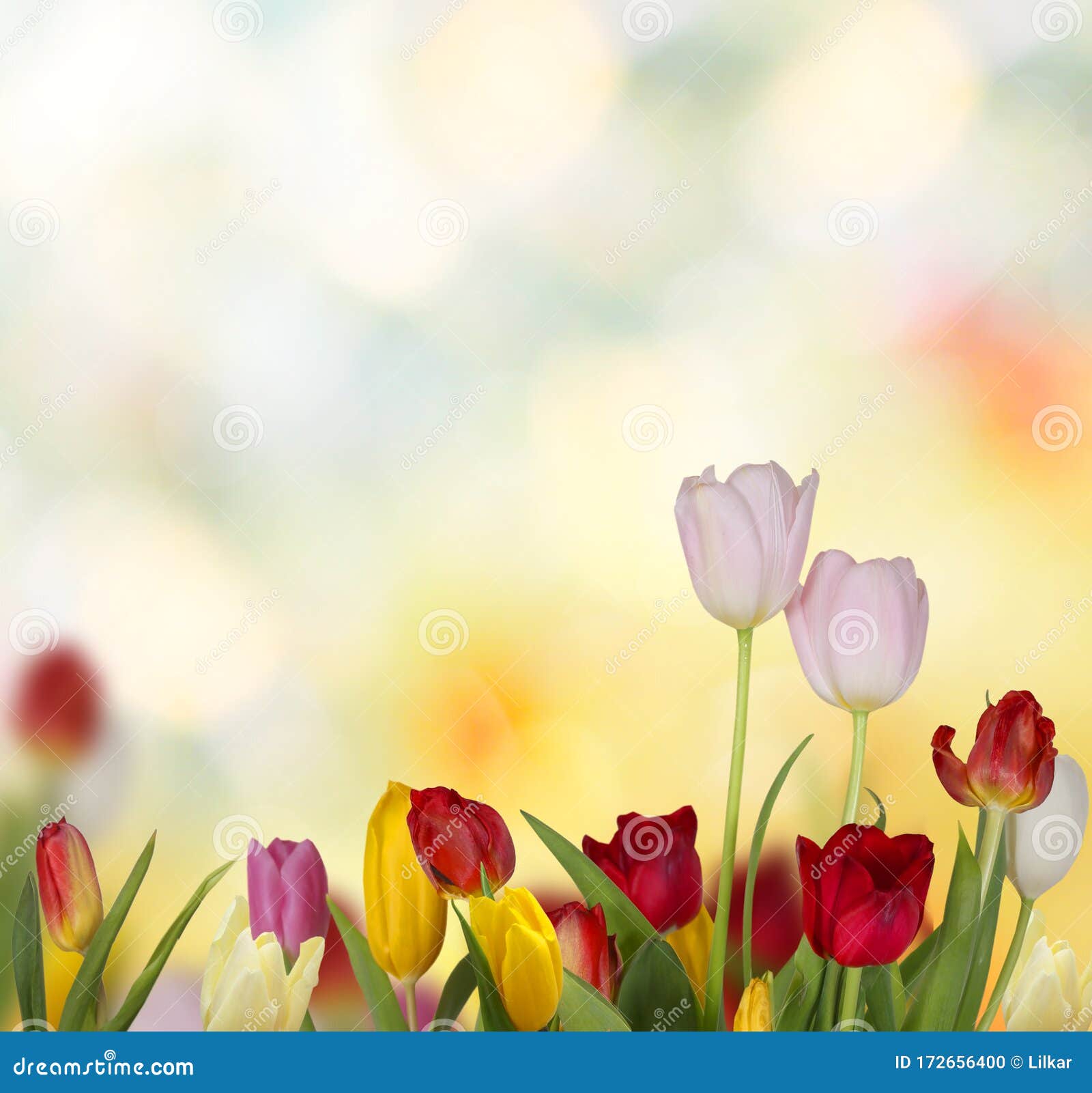 colorful fresh spring tulips flowers background