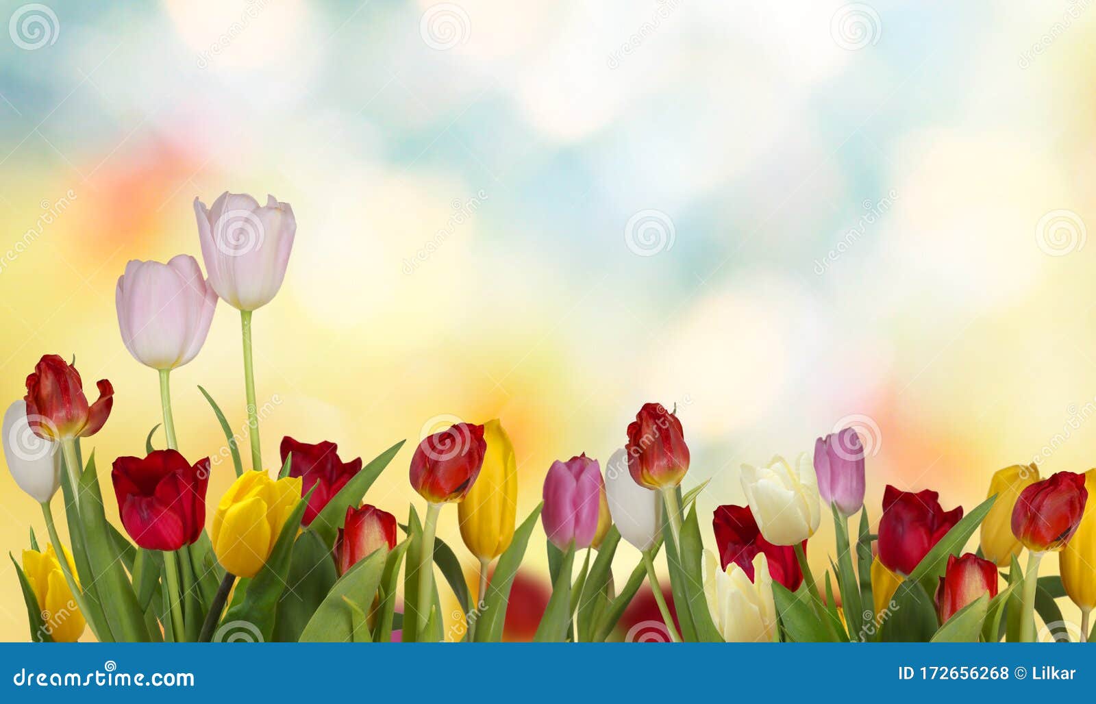 colorful fresh spring tulips flowers.nature background.