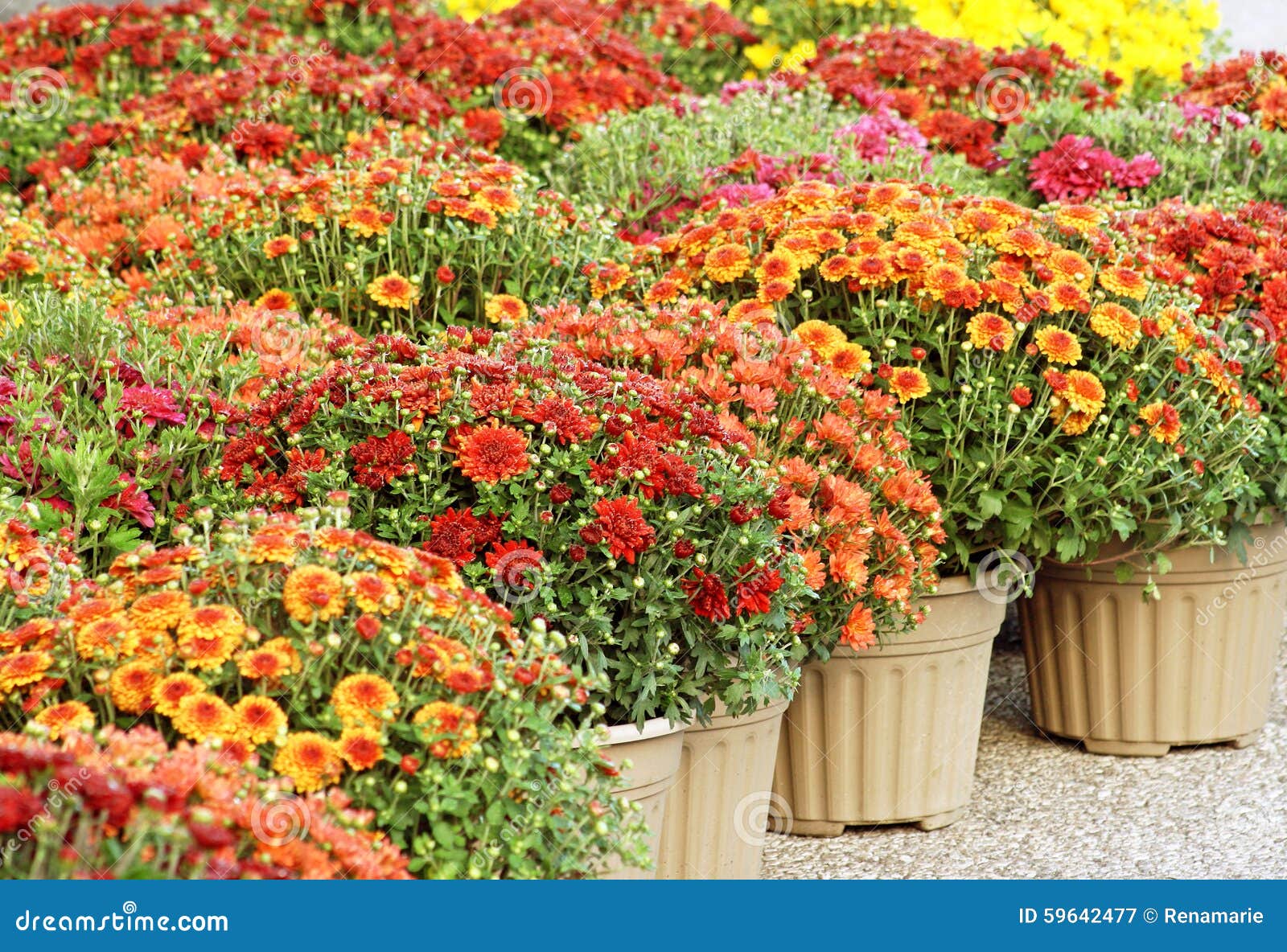 Colorful Garden Mums for Sale Stock Image Image of icons, centre