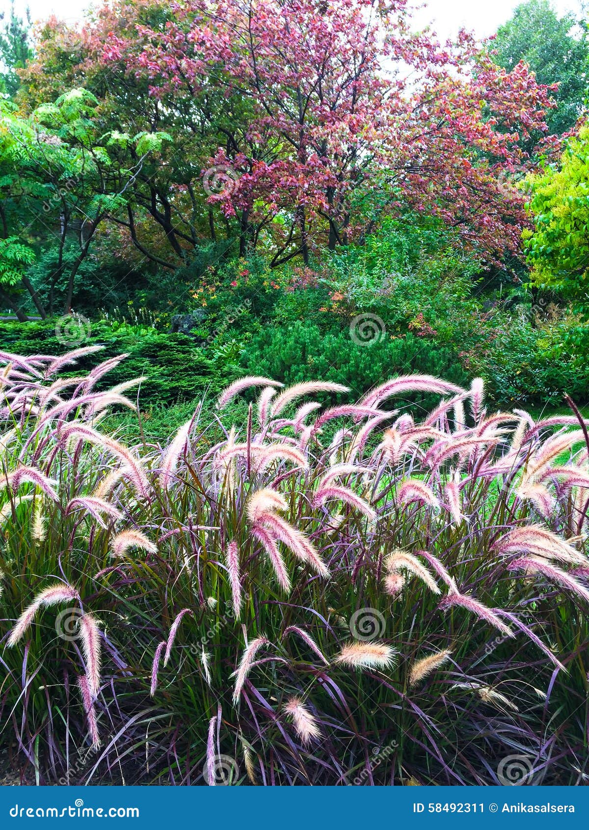 colorful garden with ornamental grass