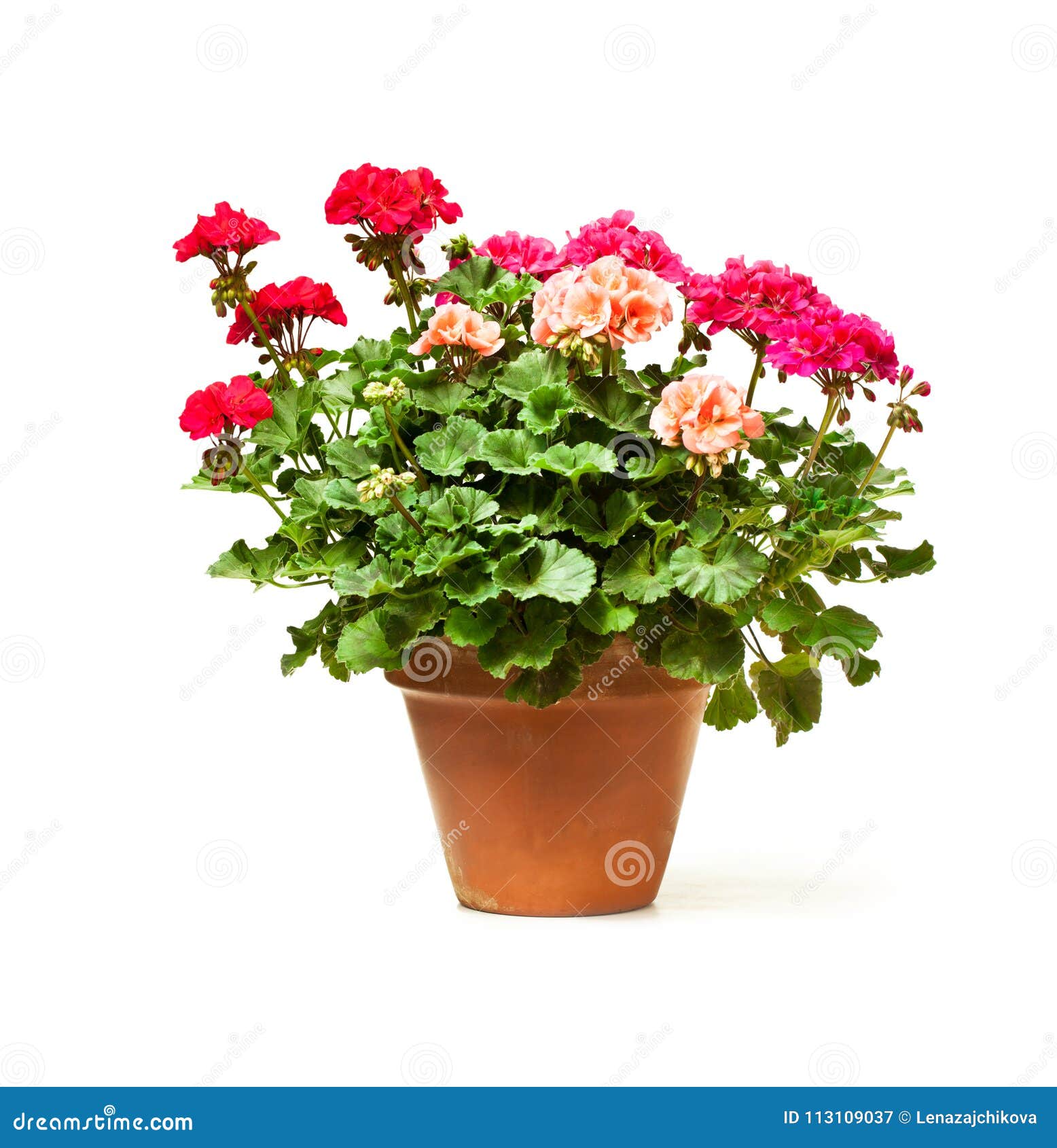 Colorful Geranium Flower in Ceramic Flowerpot Isolated on White Stock