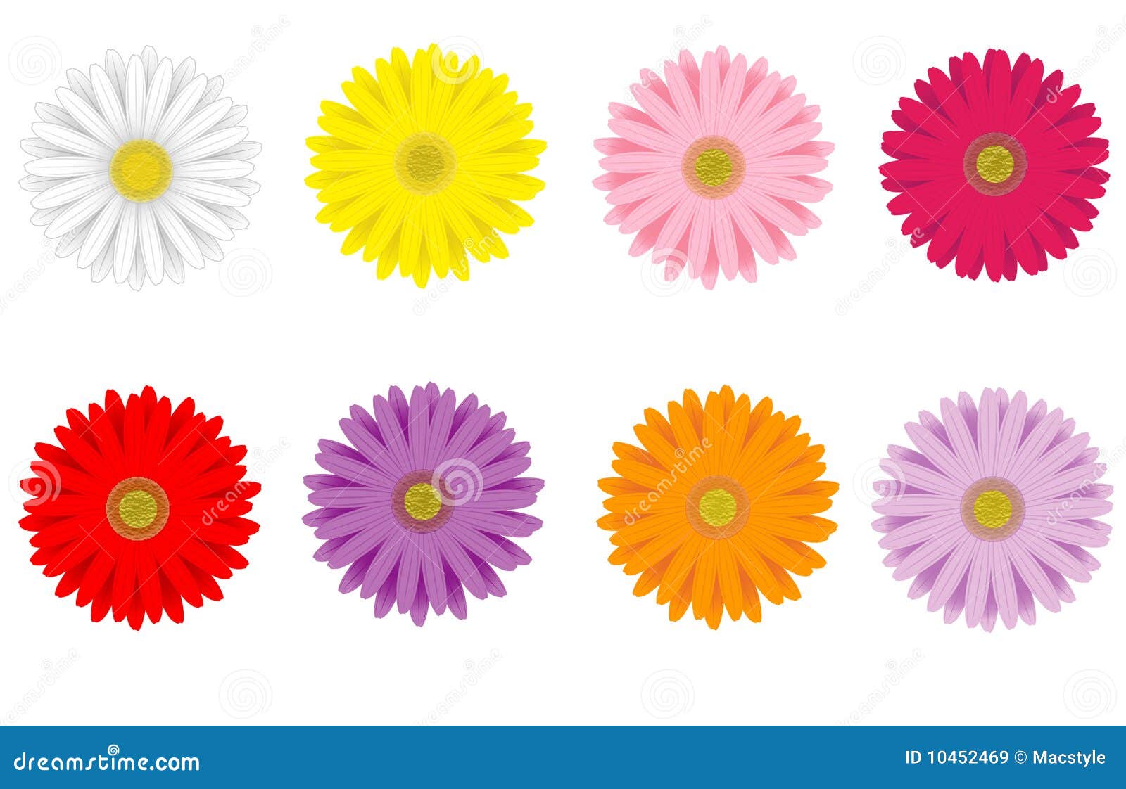 Colorful Gerbera Daisies Stock Vector Illustration Of Beauty 10452469