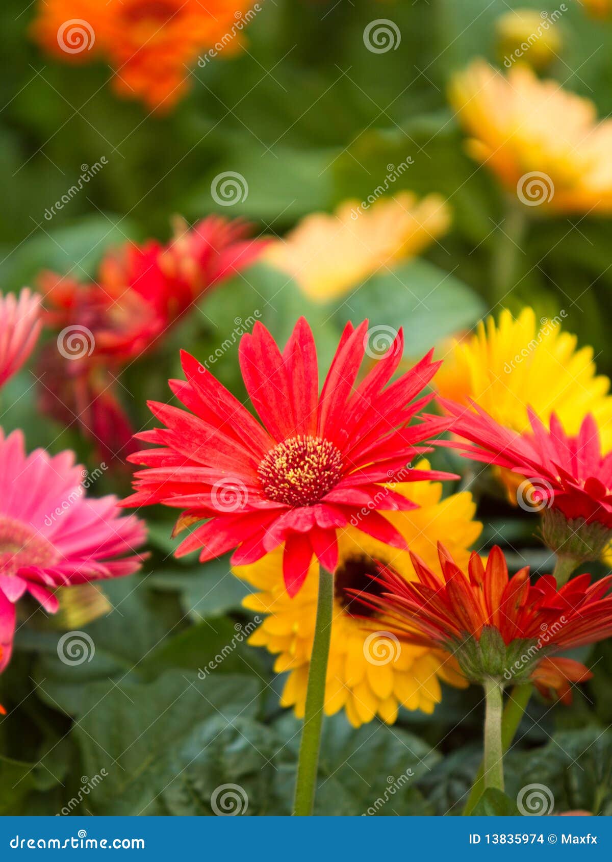 Colorful Gerbera Daisies during Spring Stock Photo Image of spring