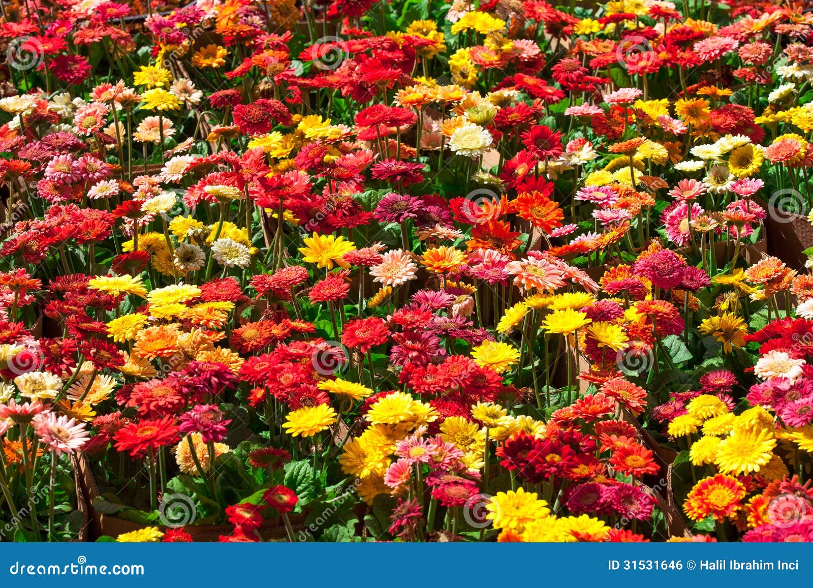 colorful gerbera flowers