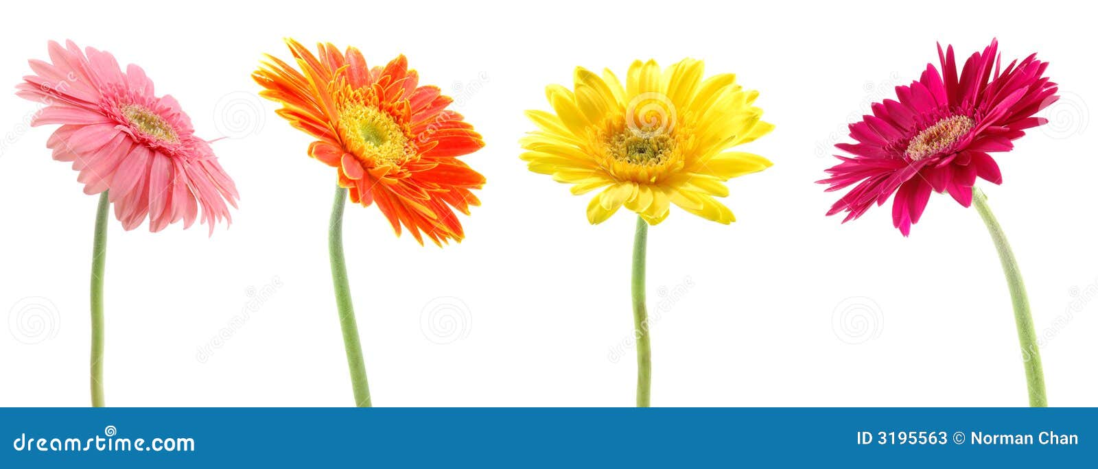 Colorful gerberas stock image. Image of blossom, gerbera - 3195563