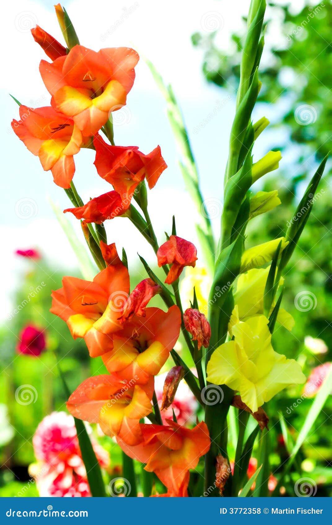 Colorful Gladiolas stock photo. Image of budding, blossoms - 3772358