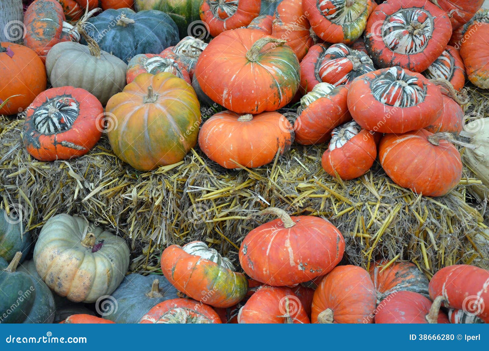 Colorful Gourds and Pumpkins Stock Photo Image of decoration