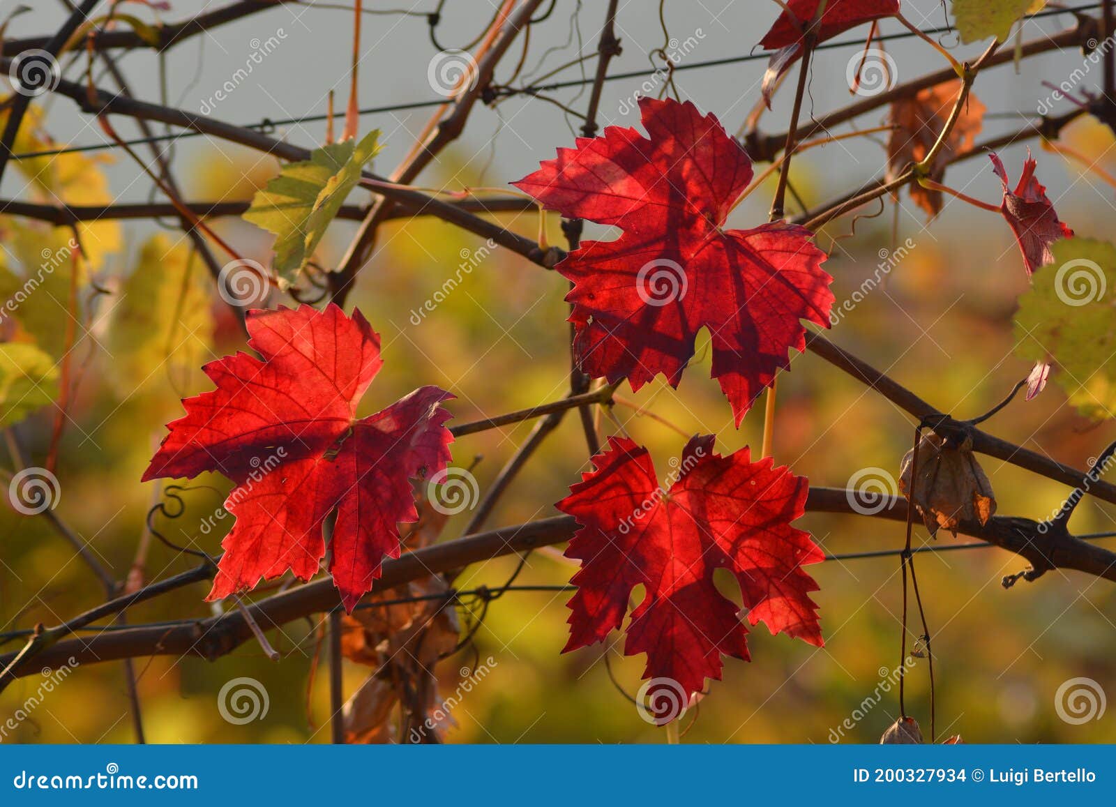 Colorful Grapevine Tree Leaves in Autumn Season Stock Photo Image of