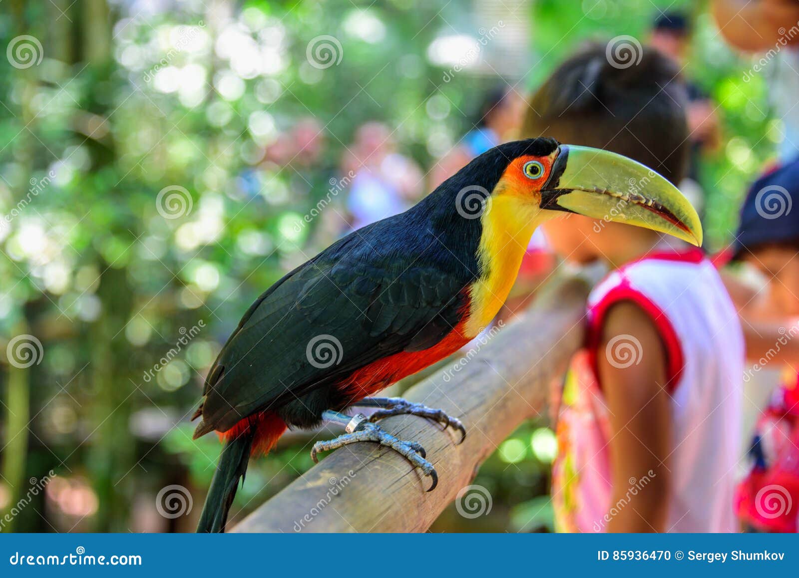 the colorful green-billed toucan sitting on the wood in iguacu national park on the background of blurry kids