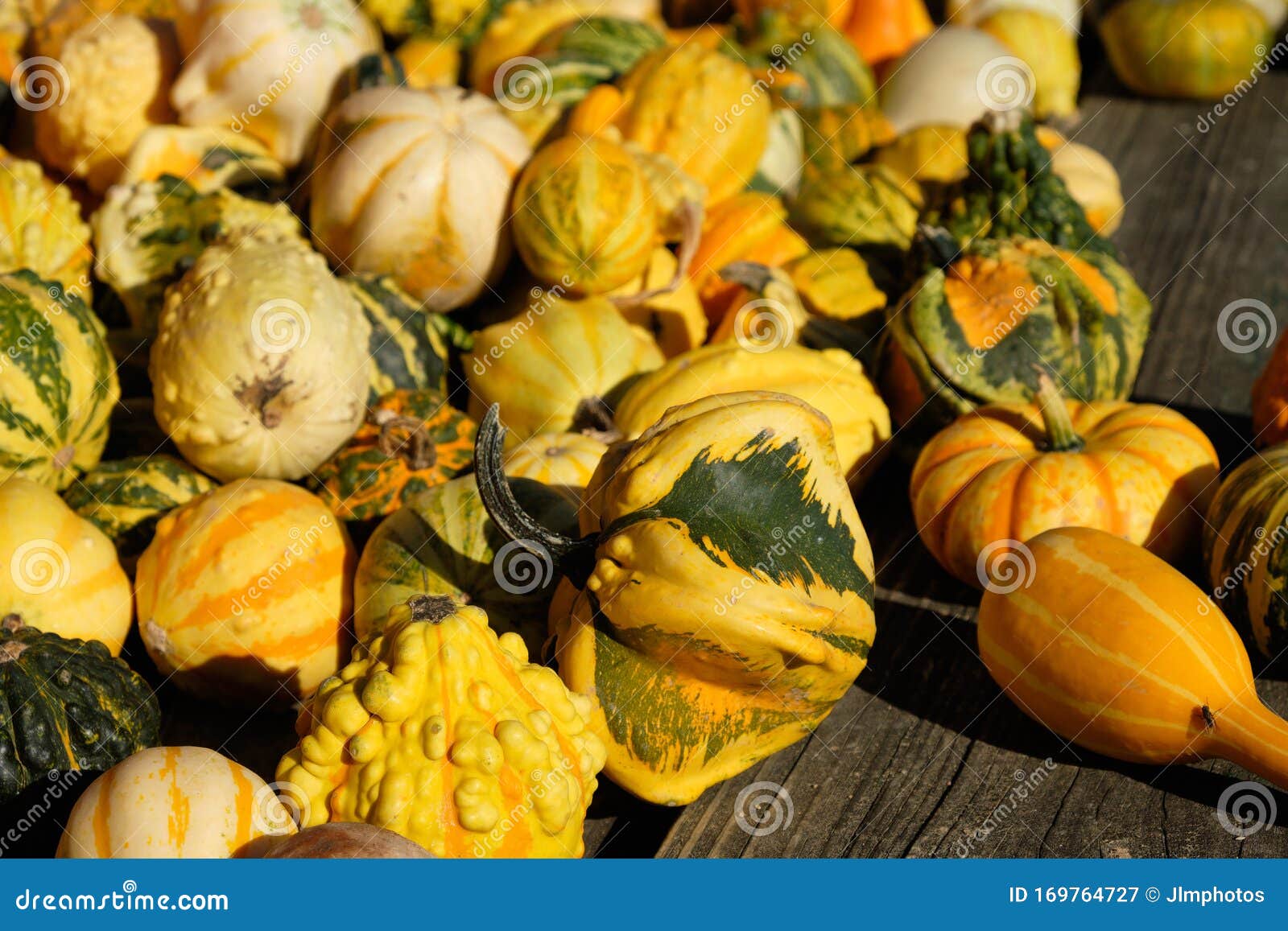 Green and Yellow Fall Gourds in the Bright Sun Stock Image Image of