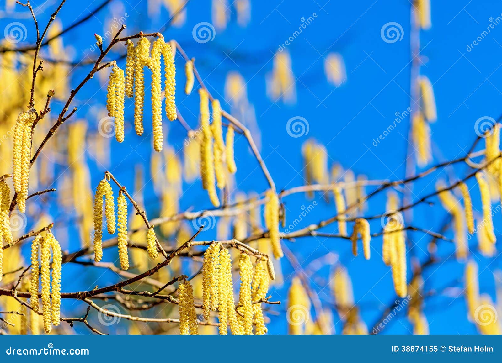 Colorful Hazelnut Blossom in Spring Stock Image Image of avellana