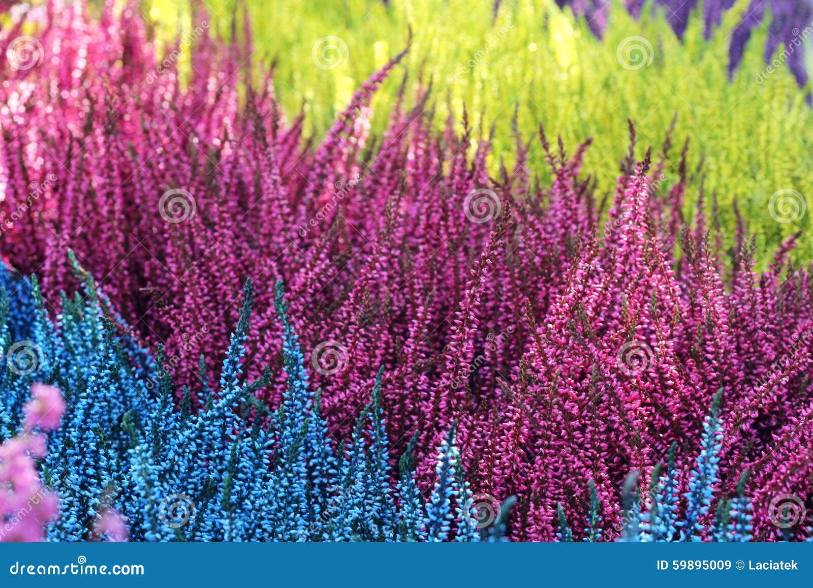 Colorful heathers stock image. Image of grass, color 59895009