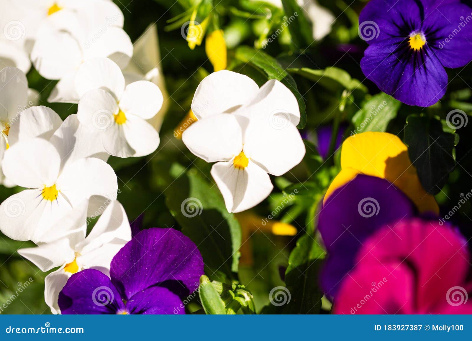 Colorful Horned Violets in the Garden, Gardening, Spring Stock Image ...