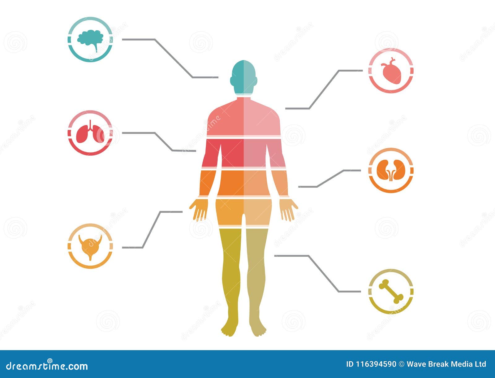 Human Body Chart Download