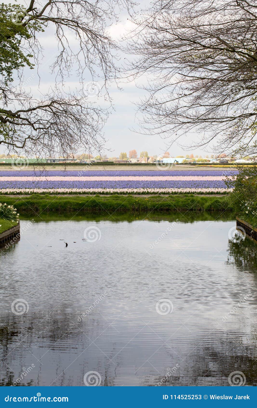 Colorful Hyacinth and Daffodils Fields of the Bollenstreek, South ...