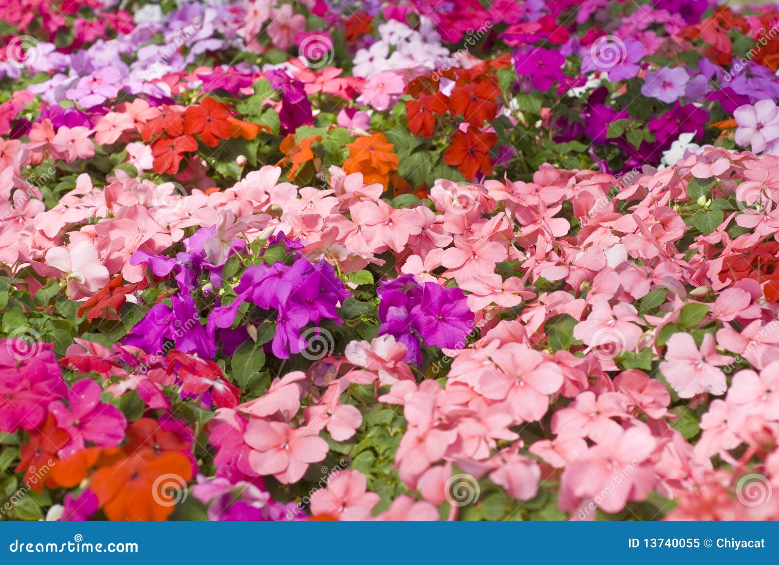 Colorful Impatiens Flowers stock image. Image of colored 13740055