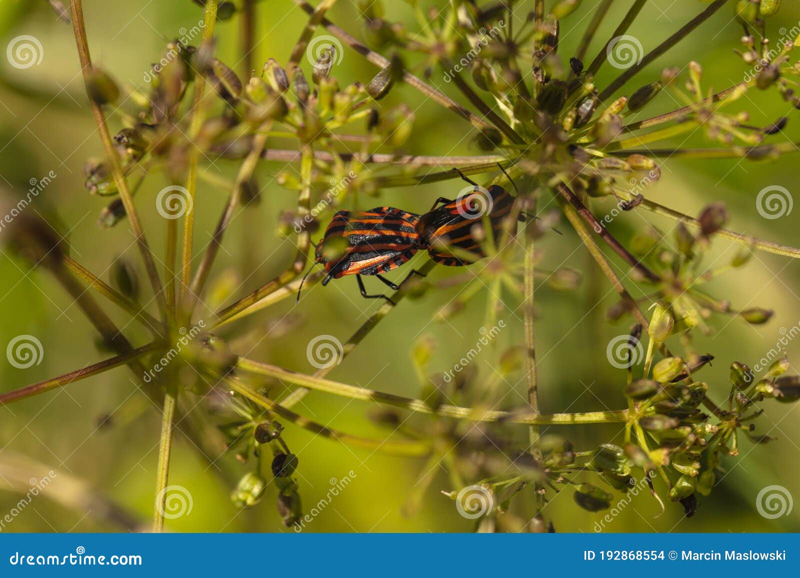 Colorful Insect on a Blade of Grass, Close Up Stock Photo Image of